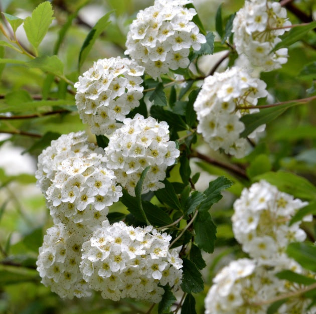 Fleur pressée Kodemari "Reeves Spirea" en japonais - cadre argenté avec tapis bleu, design 3 (livraison gratuite)